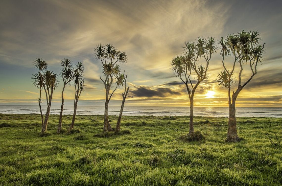Cabbage Trees Hector Tony Fergusson Photography Rectangle