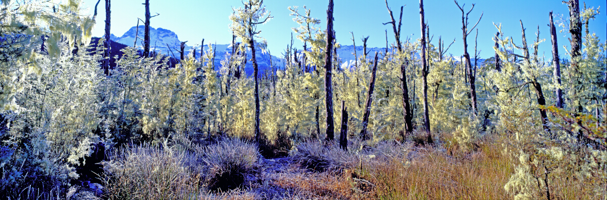 Moss Forest Tony Fergusson Photography Panorama