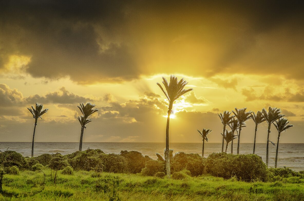 Nikau Sunburst Tony Fergusson Photography Rectangle