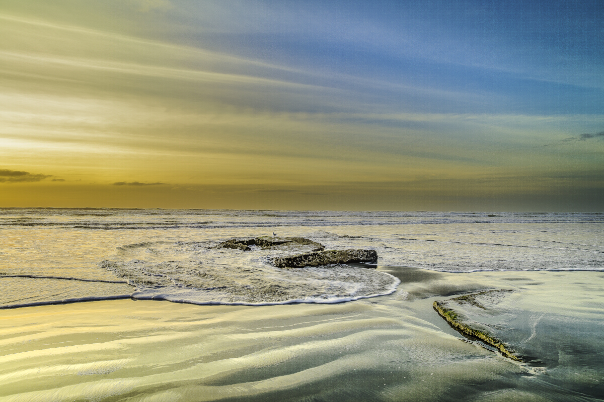 Lone Gull Carters Beach Tony Fergusson Photography Rectangle