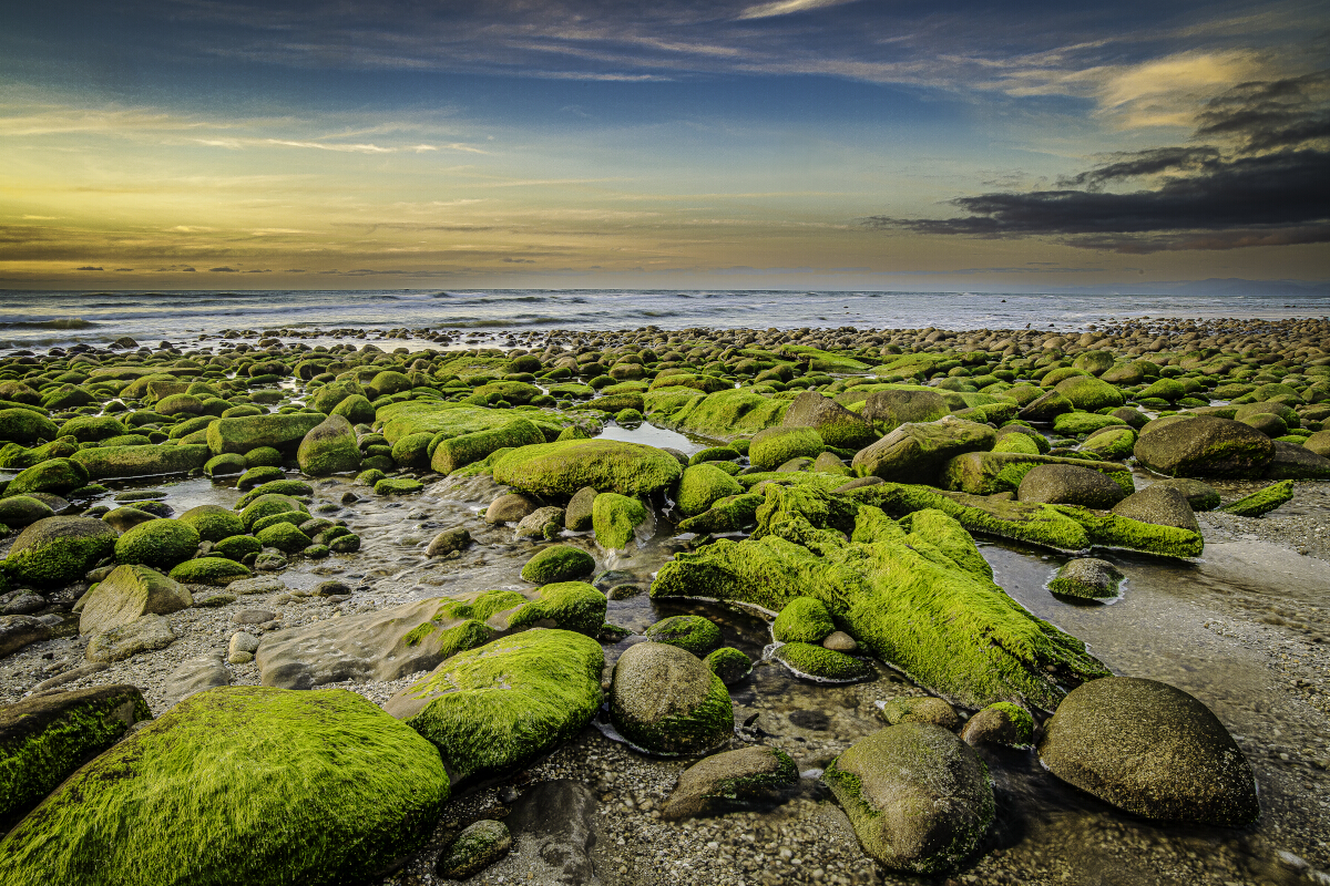 Mossy Rocks Carters Beach Tony Fergusson Photography Rectangle