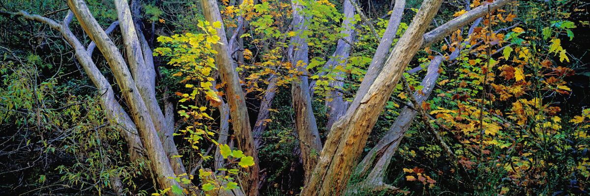 Old Willow Arrowtown Tony Fergusson Photography Panorama