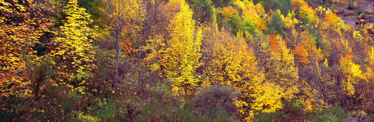 Autumn Arrowtown Tony Fergusson Photography Panorama