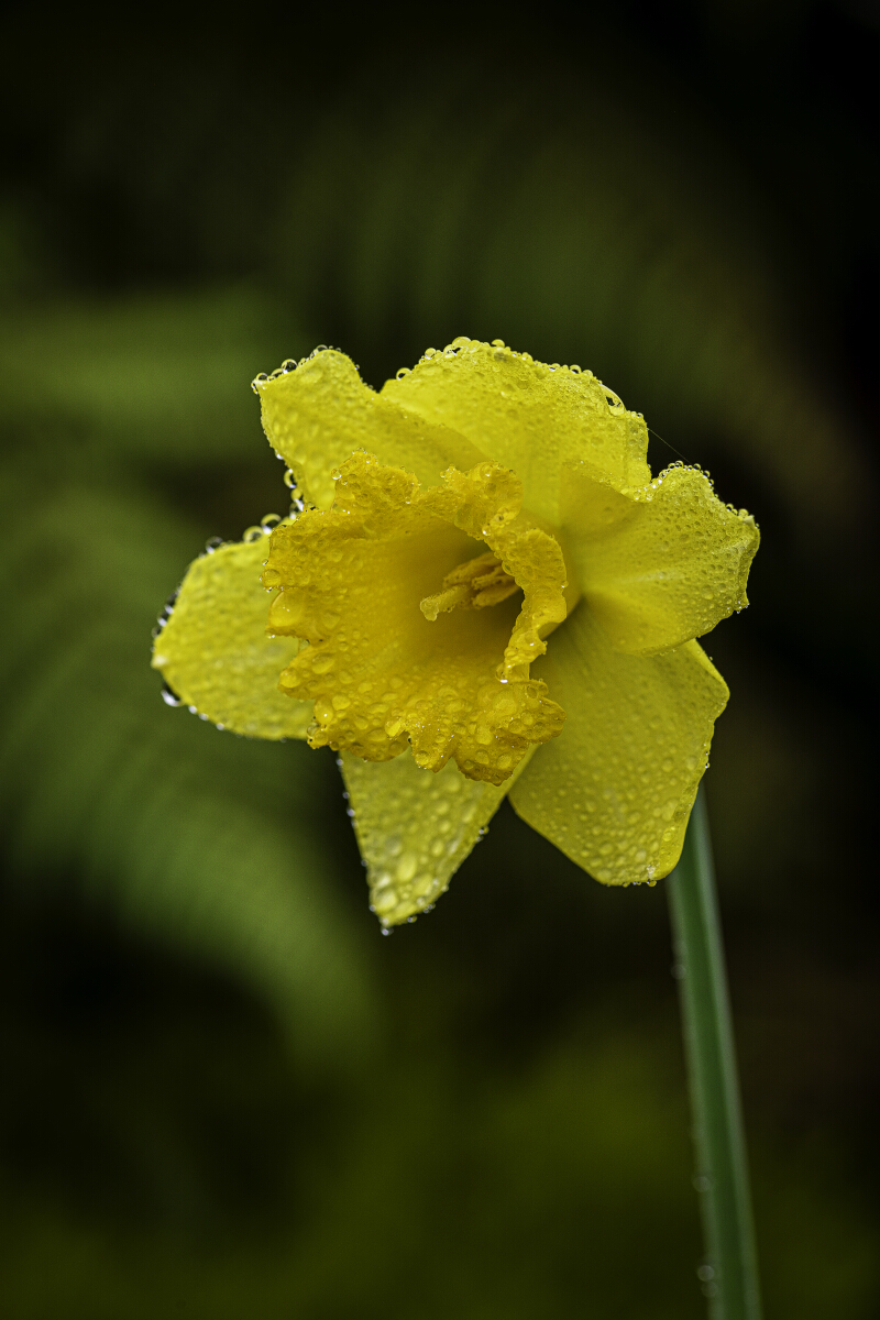 Winter Daffodil Tony Fergusson Photography Rectangle