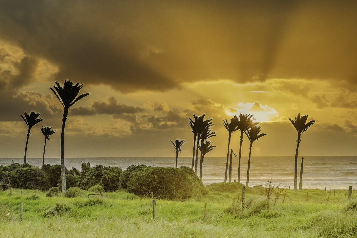 Nikau Sunburst 2 Tony Fergusson Photography Rectangle