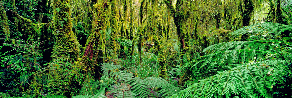Rain Forest Westland Tony Fergusson Photography Panorama