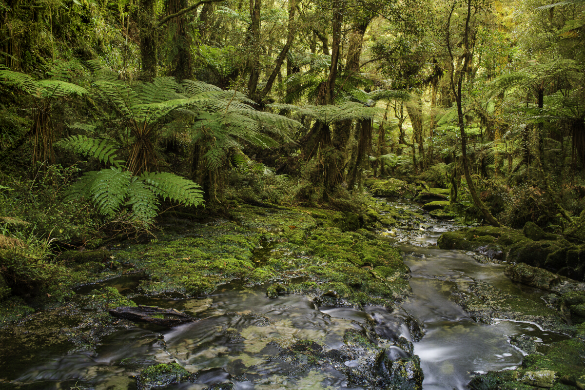 Makirkiri Stream Tony Fergusson Photography Rectangle