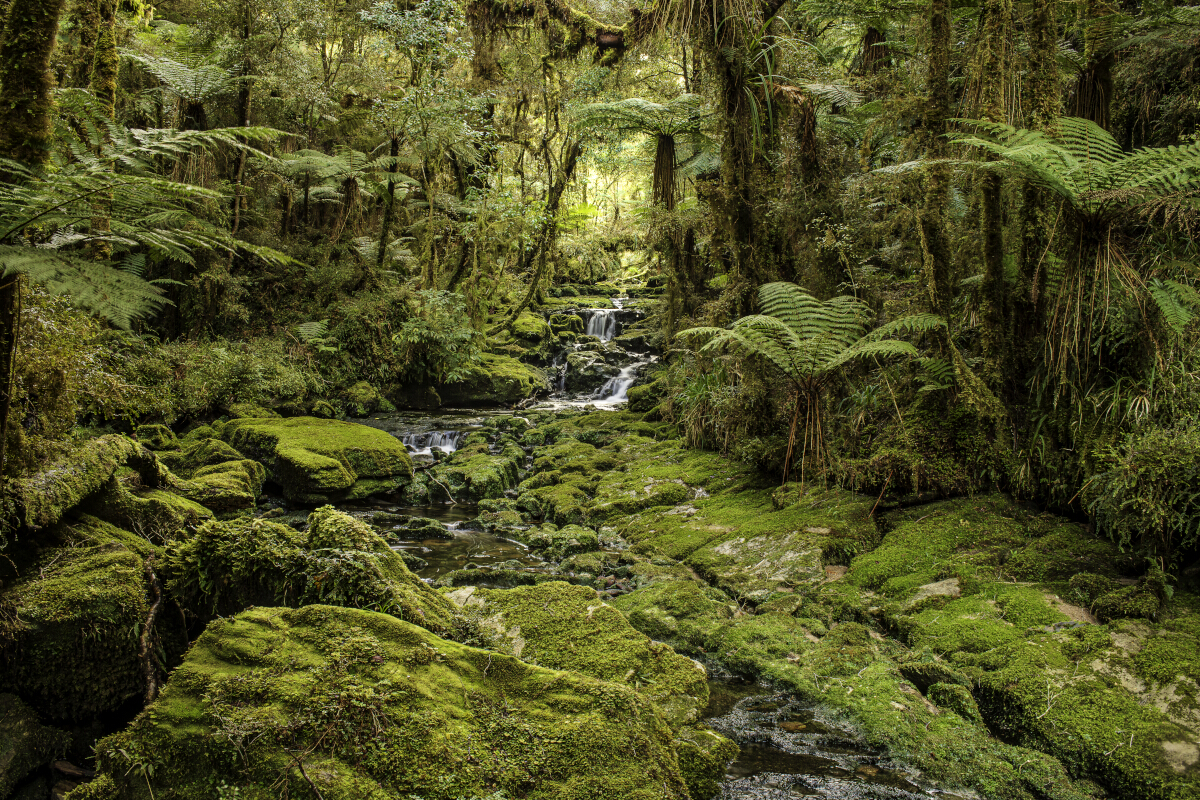 Makirikiri Stream Tony Fergusson Photography Rectangle