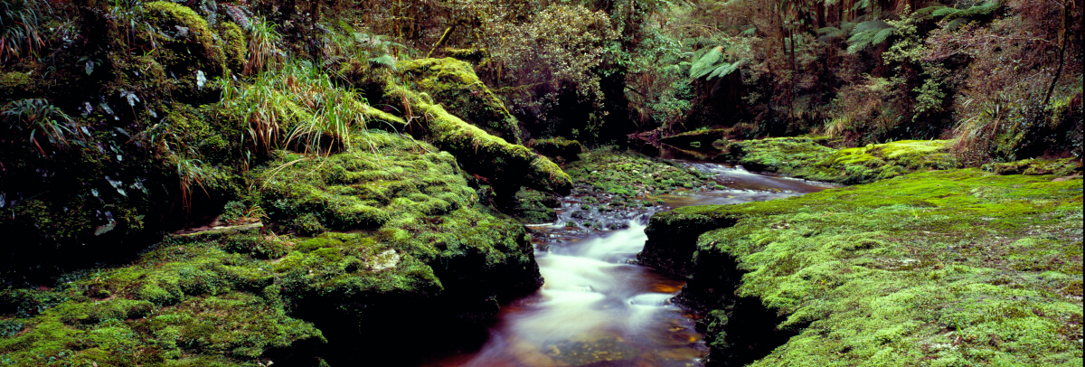 Wlch Stream Paparoas Tony Fergusson Photography Panorama