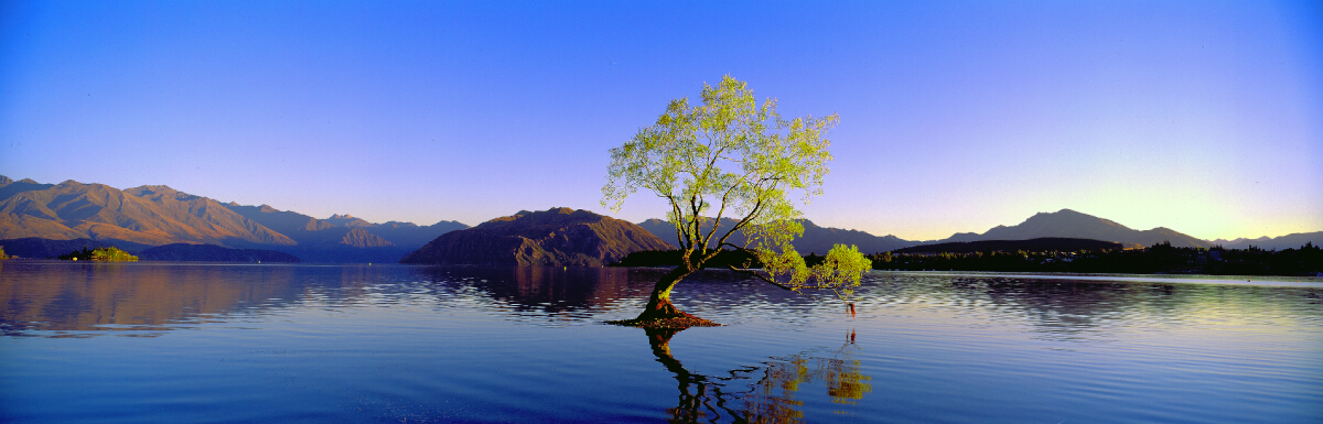 Wanaka Tree Collection Tony Fergusson Photography Limited Edition