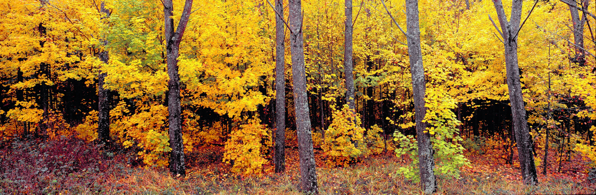 Autumn McKenzie Country Tony Fergusson Photography Panorama
