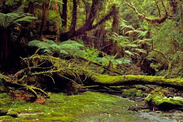 Jurrasic Forest Tony Fergusson Photography Panorama