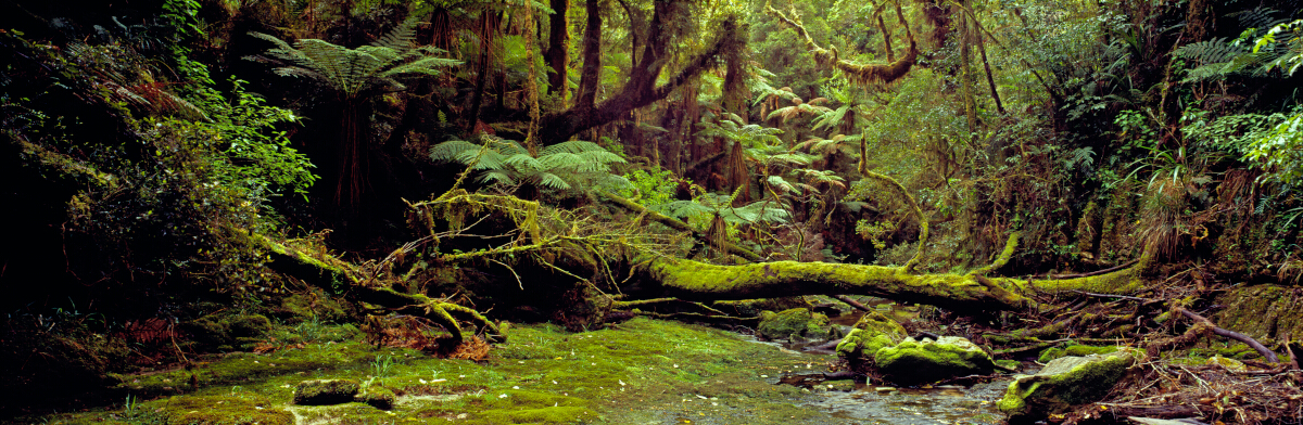 Jurrasic Forest Tony Fergusson Photography Panorama