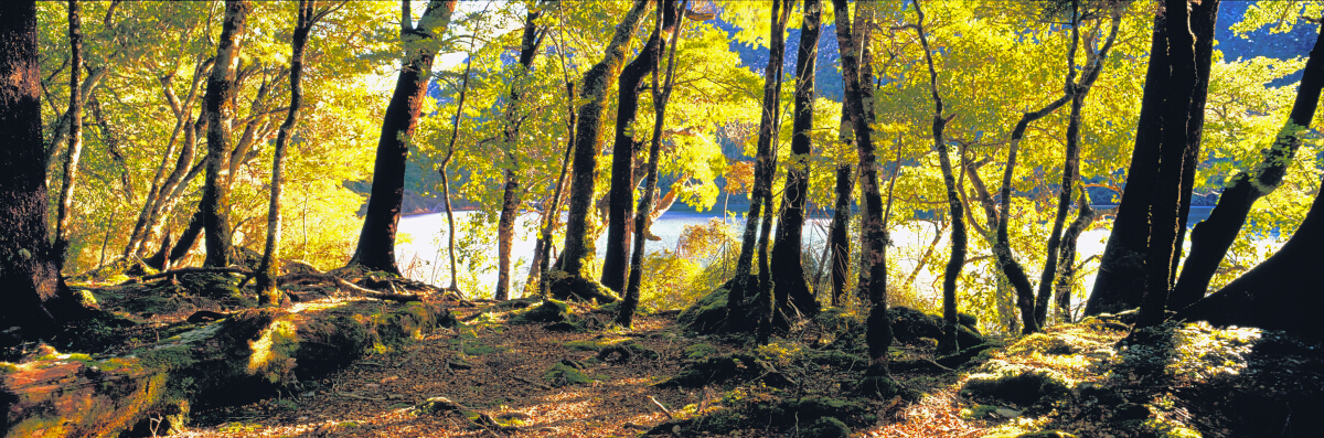 Lake Daniels Collection Tony Fergusson Photography Limited Edition