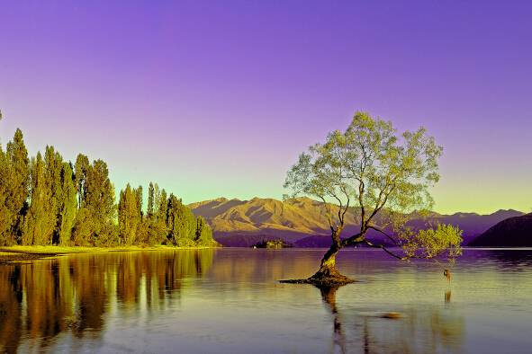Wanaka Willow Tony Fergusson Photography Panorama