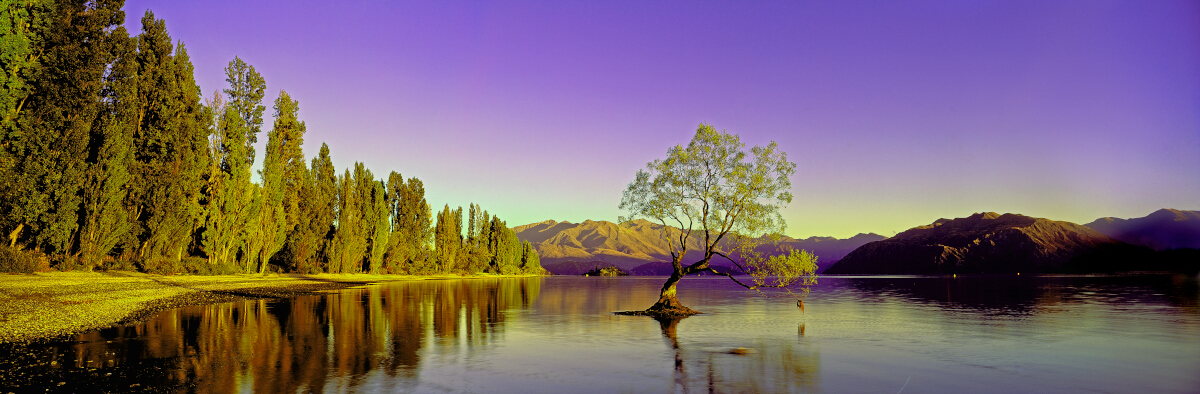 Wanaka Willow Tony Fergusson Photography Panorama