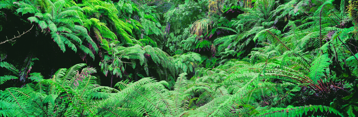 Fern Nursery Tony Fergusson Photography Panorama