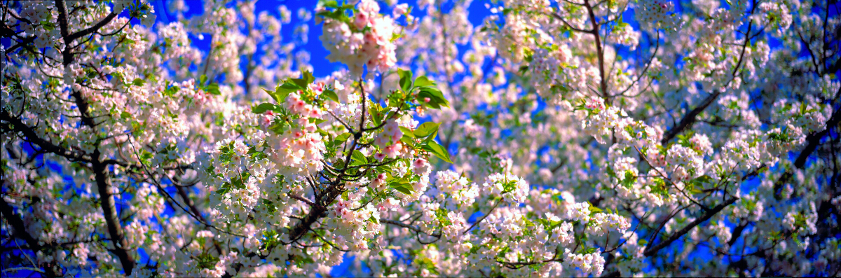 Cherry Blossom Tony Fergusson Photography Panorama