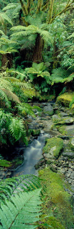Copeland Valley Ferns Tony Fergusson Photography Vertical