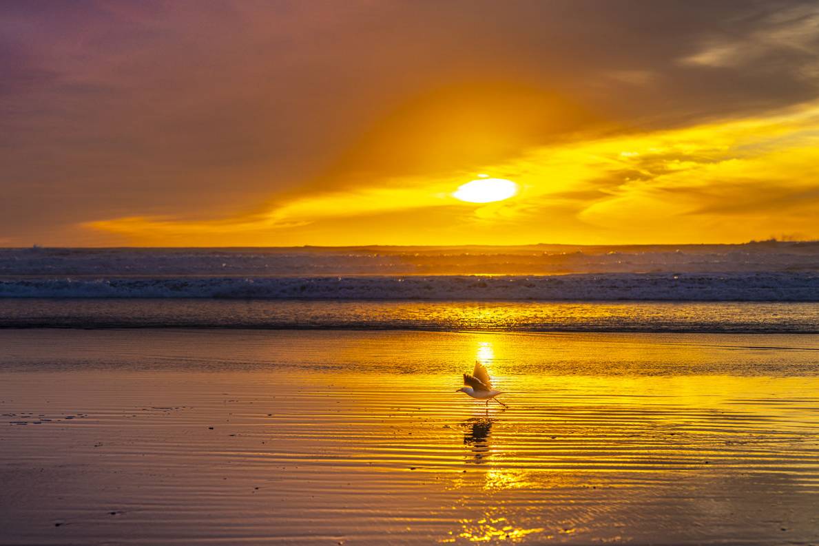 Tauranga Bay Gull Tony Fergusson Photography Rectangle