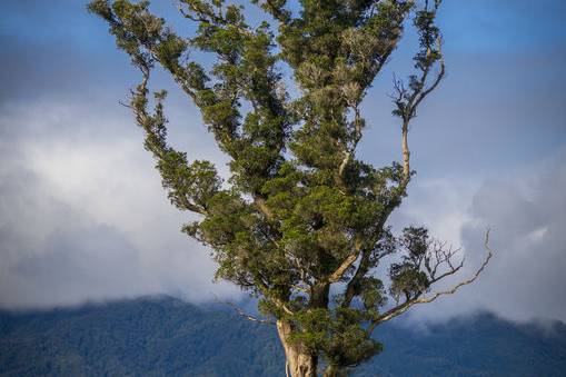 Walking Tree Karamea Tony Fergusson Photography Tall