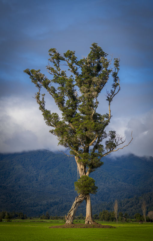 Walking Tree Karamea Tony Fergusson Photography Tall